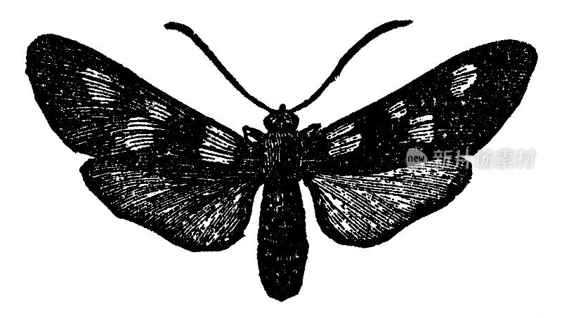 窄边五斑蛾昆虫(Zygaena Lonicerae) - 19世纪